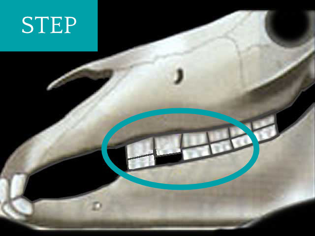Step Abnormal Wear Pattern | GEM Equine Ltd