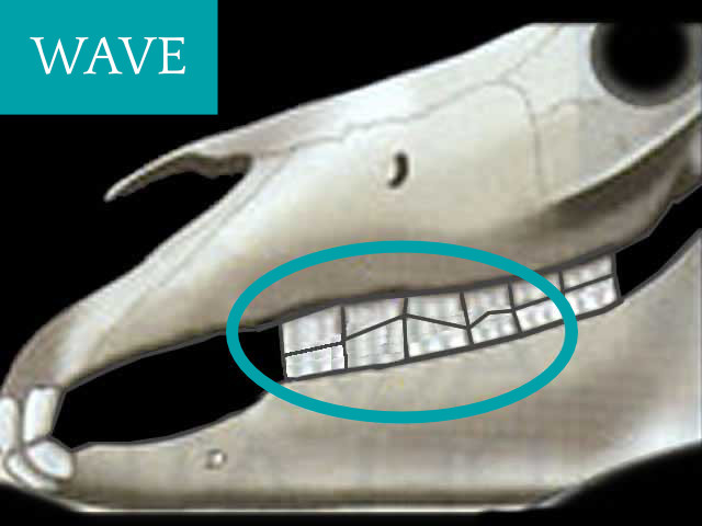 Wave Mouth Equine Dental | GEM Equine Ltd