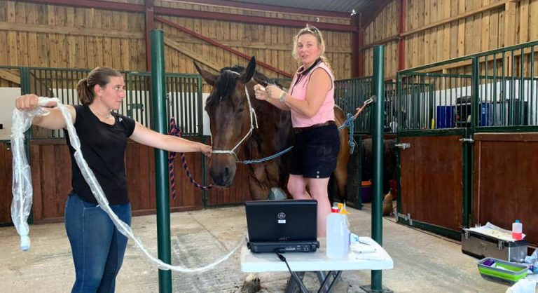 CSF Collection Procedure | GEM Equine Ltd