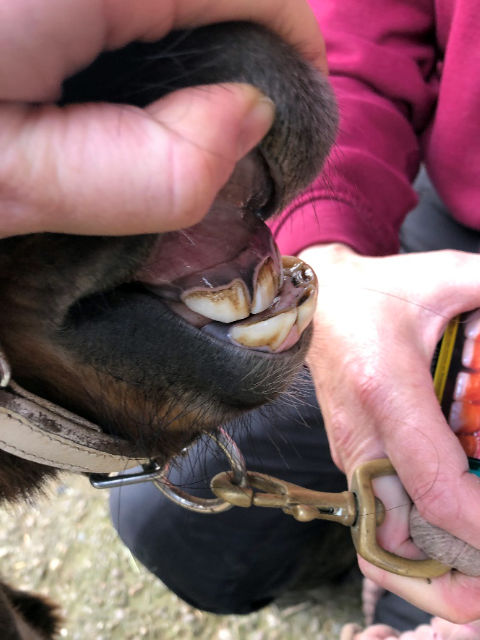 Equine Reproduction Foal Examination