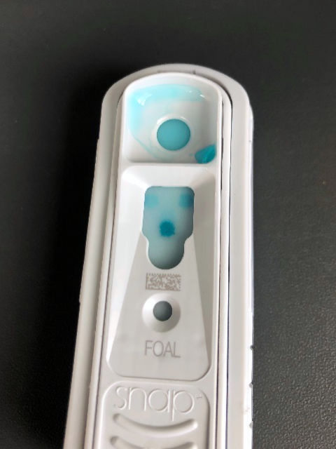 Equine Reproduction Pregnancy Test