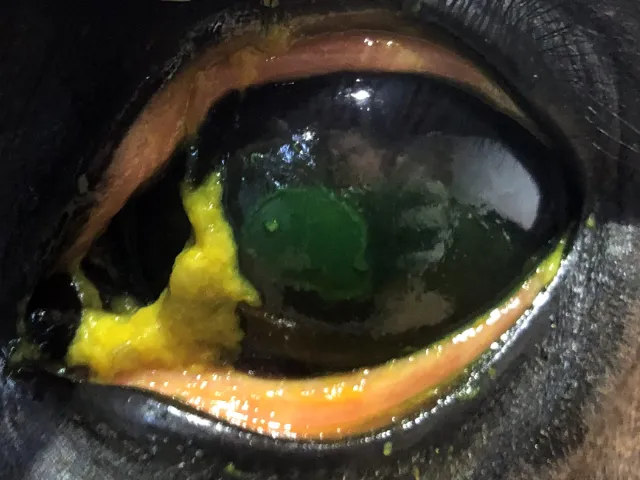 Cornell Ulcer Ophthalmology Case Study |GEM Equine Ltd