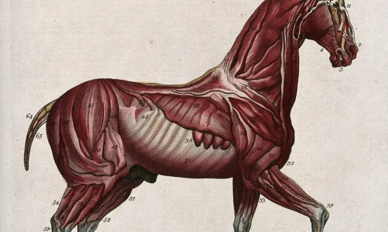Equine Muscle Diagram | GEM Equine Ltd