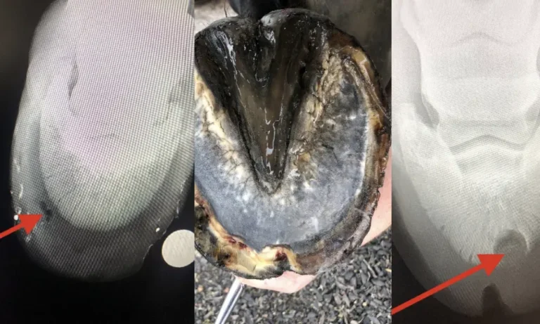 Foot Abscess | GEM Equine Ltd