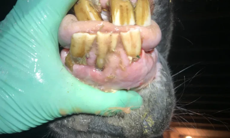 Equine odontoclastic tooth resorption and hypercementosis EORTH | GEM Equine Ltd