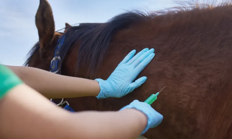 Equine Sedation | GEM Equine Ltd