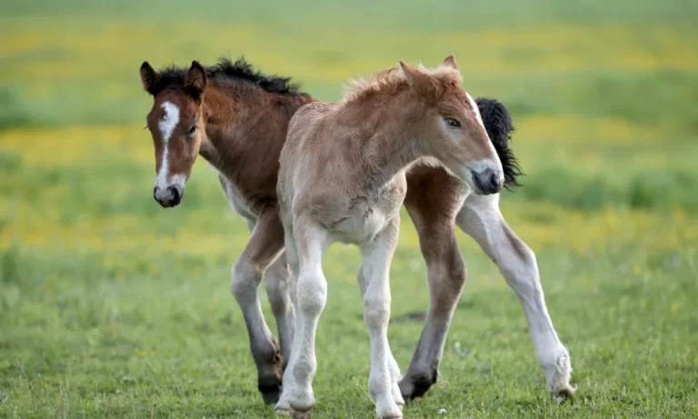 Get Ready For Your Foal | GEM Equine Ltd