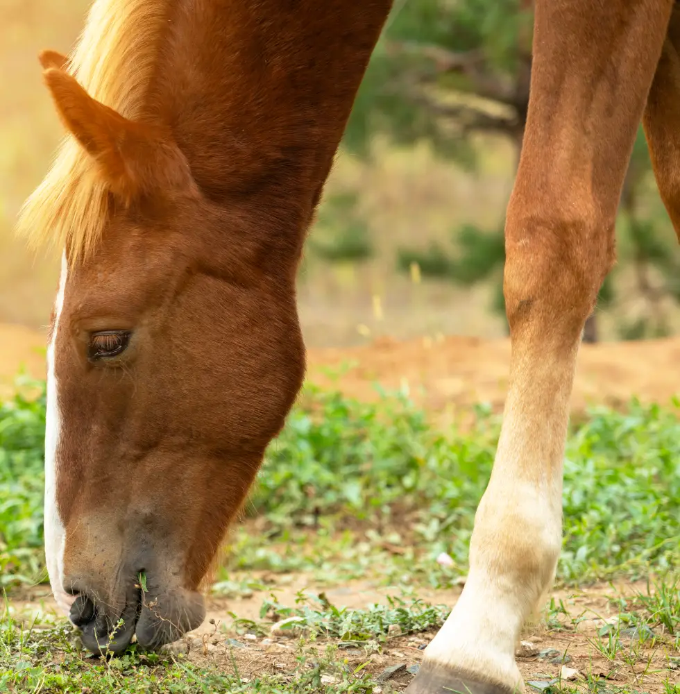 Horse Grazing In A Field Equine Faecal Egg Count Testing Service | GEM Equine Ltd