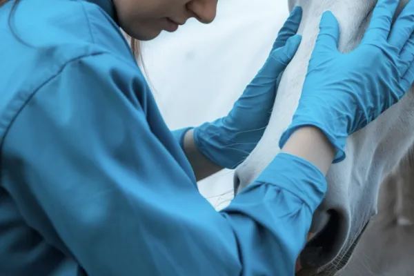 GEM Equine Vetting Service | GEM Equine Ltd