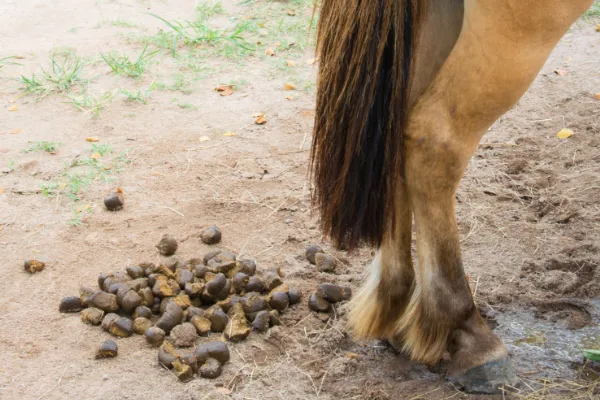 Equine Faecal Egg Count Service | GEM Equine Ltd