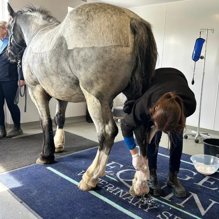 Horse receiving treatment in the clinic | GEM Equine Ltd