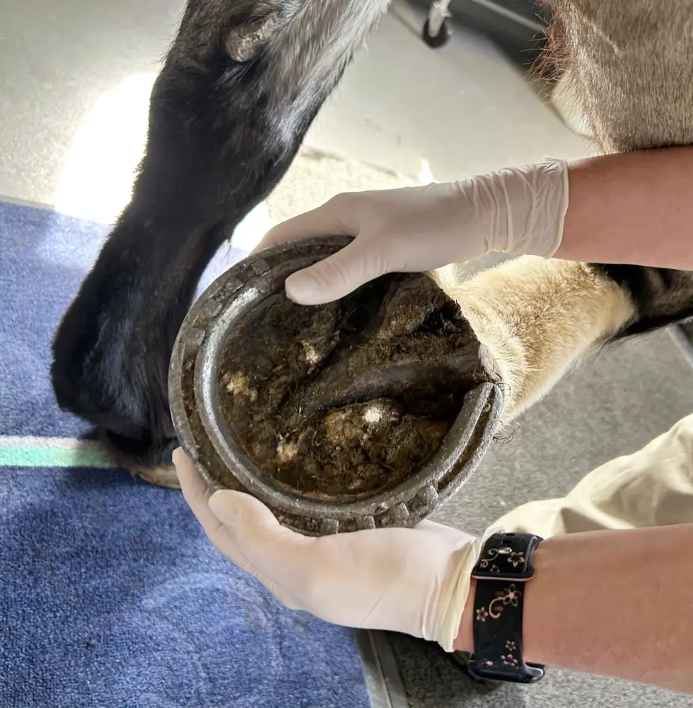 Lameness Inveatigation Hoof Examination | GEM Equine Ltd