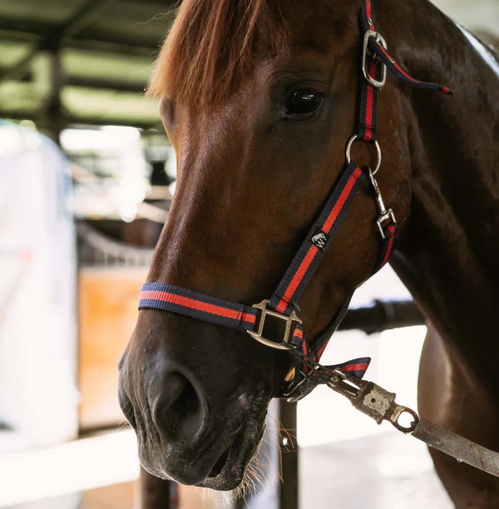 Equine Exports | GEM Equine Ltd